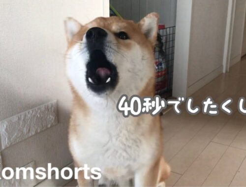 「散歩行こう」に対し、言葉を理解して喋る柴犬#Shorts　Shiba Inu's reaction when he said "Let's go for a walk"