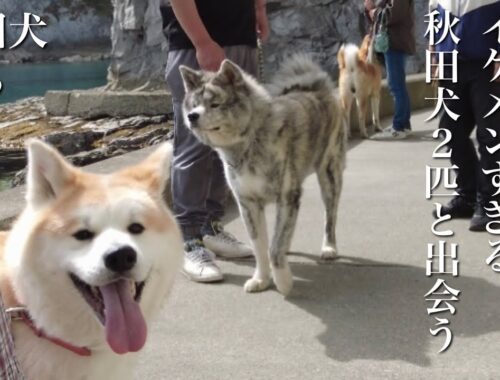 秋田犬ともぐら家族　はる、大海原で出会うイケメンすぎる２匹の秋田犬