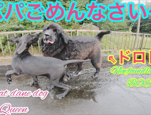 【泥だらけのニューファンドランド】超大型犬 グレートデン