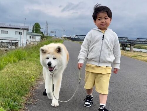 秋田犬パティ　お散歩で出会った可愛いお友達👦❤️が、優しくて可愛くて🥰