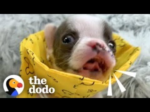 Teeny Puppy Demands To Be Let Out Of His Incubator | The Dodo