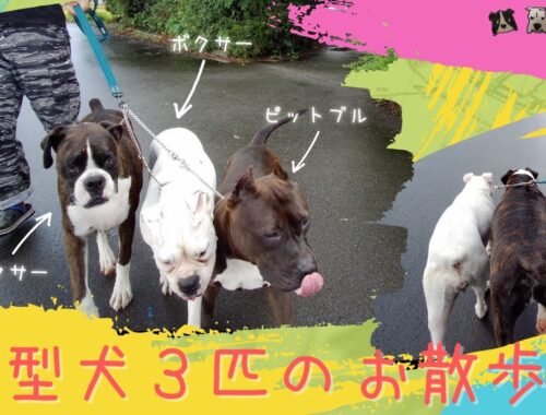 【中型犬３匹のお散歩♪】ボクサー２匹とピットブル１匹、まとめてお散歩するよっ！