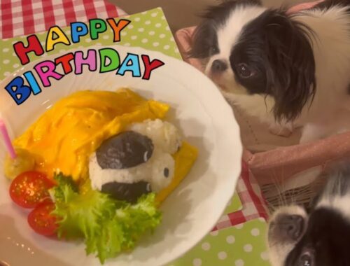 ちん犬こうめ誕生日にサプライズメニューで1歳のお祝い！