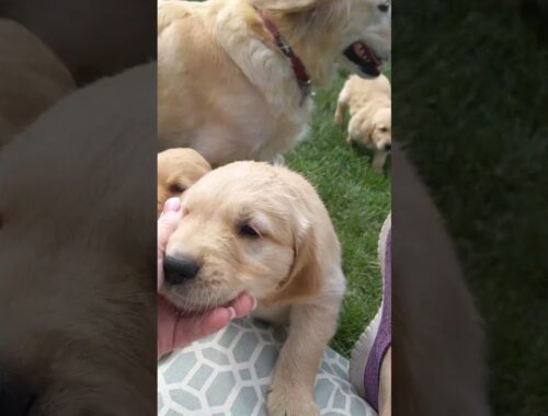 Golden Puppies Rush To Play In Grass || ViralHog