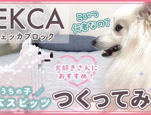 ブロックで日本スピッツ作って愛犬に見せてみた【JEKCA】