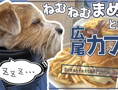 【店内犬OK】広尾朝ごはん「Breakfast&Brunch Jade5」でひと息【ノーフォークテリア】