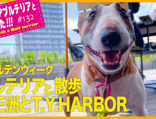 ［ブルテリア］Miniature Bull Terrier  天王洲のT.Y.HARBOR行ってみた Heidi went to T.Y.HARBOR in the Tennozu district.