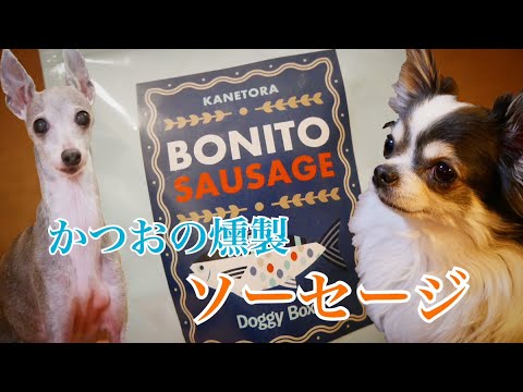 カツオの燻製ソーセージを食べたチワワとイタリアングレーハウンド（イタグレ）【BONITO SAUSAGE】【Doggy Boxの犬用おやつ】