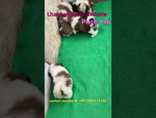 Lhasa apso puppies sale #abhaypetslover #shorts #trending #lhasaapso