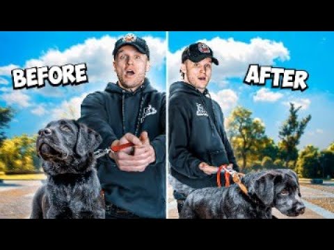 How to STOP a puppy from pulling on the leash in 5 minutes!