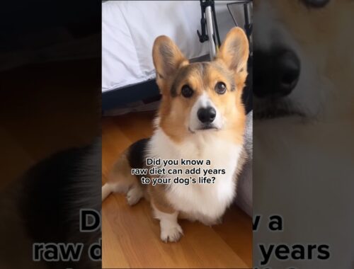 A Raw Diet Can Add Years to Your Dog’s Life #dogs #corgi