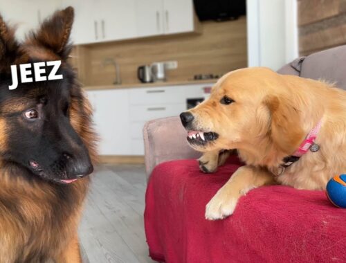 Puppy Scares Giant German Shepherd with One Look