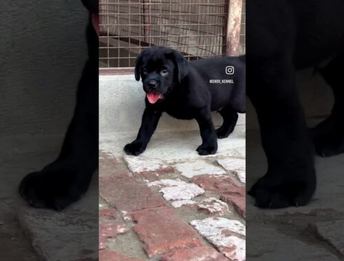 Cute puppy #dog #love #labrador #puppy #viral #trending #video #lab #beauty #india #shorts #onelife
