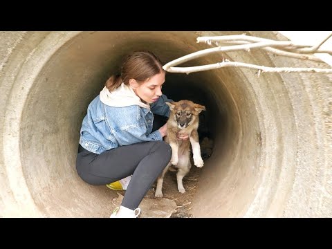 Scared Puppy Living in Pipe Melts in Rescue's Arms after Being Rescued