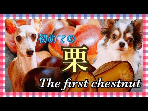 初めて栗を食べたチワワとイタリアングレーハウンド（イタグレ）～The first chestnut～【愛媛県産】