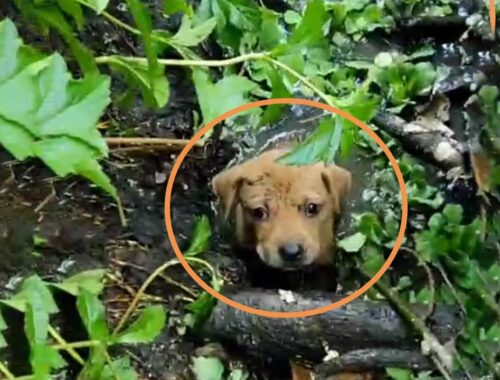 5 Poor Puppies Were Thrown Into The Lake, They Cried Bitterly in Despair