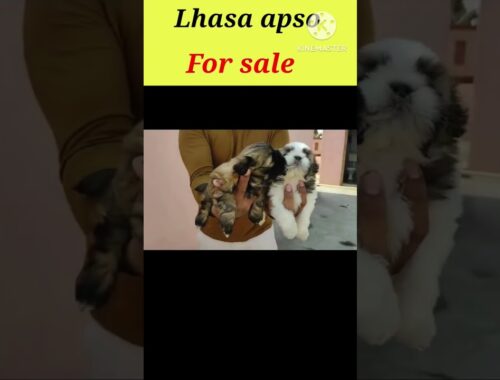 Lhasa apso puppy for sale #shorts #shortsviral