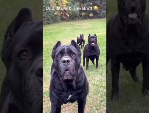 Beast 😈 Cane Corso Family #shorts #short #viral #youtubeshorts #dog