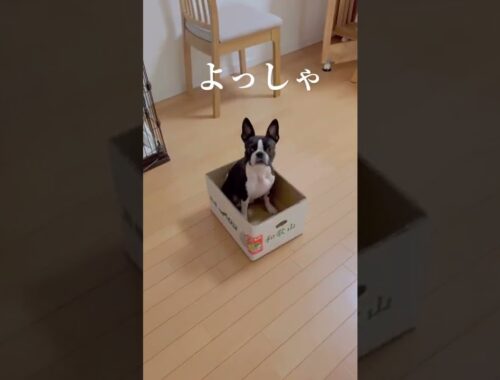 「ハコ」というと箱に入る犬【ボストンテリア】