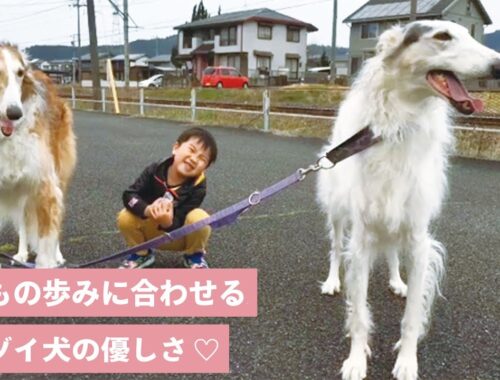 【優しいボルゾイ犬】子供のスピードに合わせて、お散歩♡【 PECO TV 】