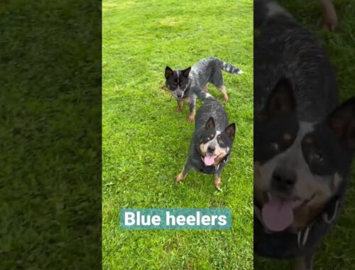 Australian Cattle Dogs In The U.K. 🇬🇧 Best Dog Breeds #shorts #blueheeler