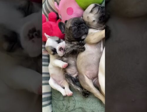 Cute puppies squad hugs eachother in sleep #shorts #dog #puppy #frenchbulldog