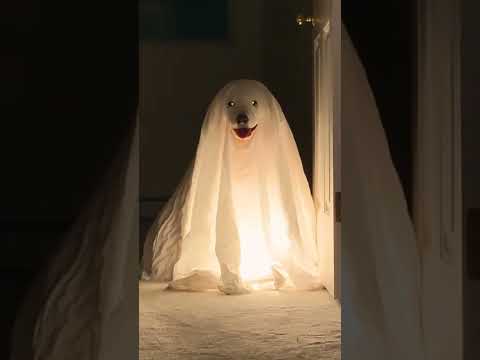 Adorable Puppies Dressed Like Ghosts Haunt House! #Halloween #Dogs #Shorts