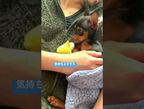 【ミニピンパピー】寝るよ #dog #puppy #doglover #cute #ミニピン