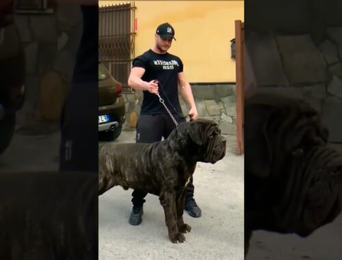 Neapolitan Mastiff: A Fascinating & Enduring Breed of Dog 🐶😮 #short