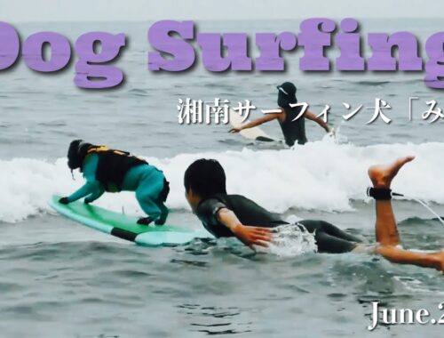 【ドッグサーフィン#21】ドッグサーフィン練習　イングリッシュコッカースパニエル「みみ」の気持ち