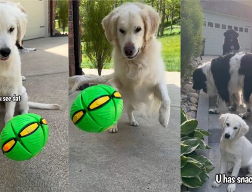 Golden Retriever Puppy & Dog Play With Popping Ball.