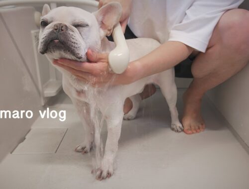 【vlog】フレンチブルドッグこたつをお風呂で綺麗にする【賢い犬は壁に手をつく？の実験も】