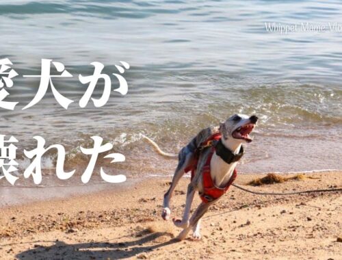 短距離最速の犬が冷たい海に入るともうスピードでぶっ飛ぶ　#121