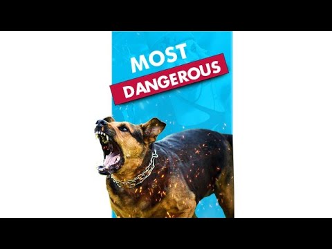 World's Most Dangerous And Expensive Dog || Neapolitan Mastiff  Dog Breed ||  #shorts #facts