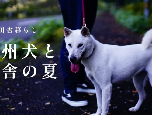 【週末田舎暮らし】紀州犬10ヶ月と過ごす初めての夏。　紀州犬/日本犬/田舎の夏