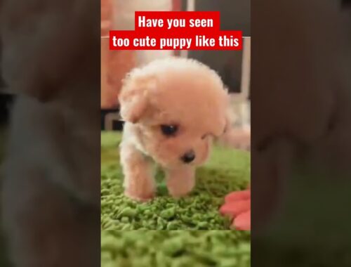 Have you seen too cute puppy like this? #youtubeshorts #shortsyoutube #dogs