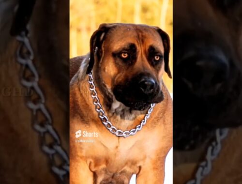 5 Most deadliest dog breeds in the World 😱🔥 #shorts