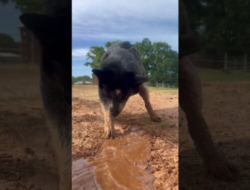 Australian Cattle Dog Digs Water Ditch || ViralHog