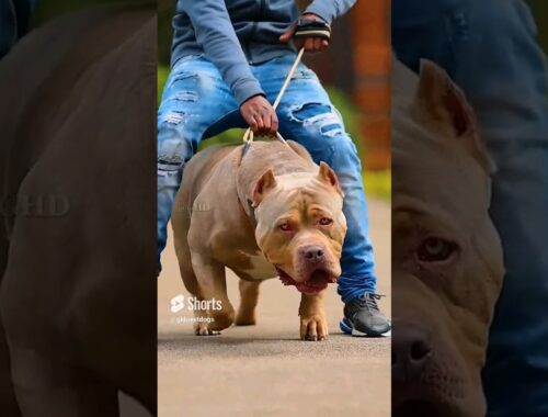 4 Fearless and Muscular Dog Breeds In the World 🥵🔥 #shorts