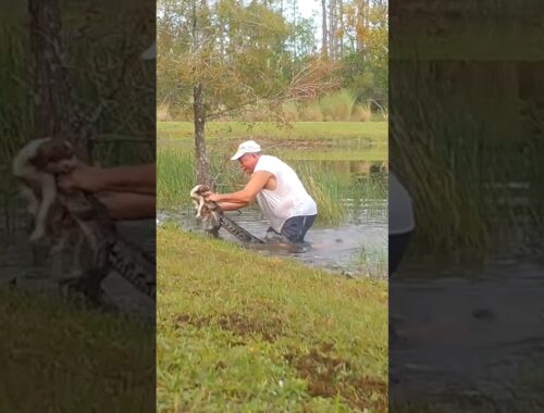 Florida Man Saves His Puppy From Alligator Attack!