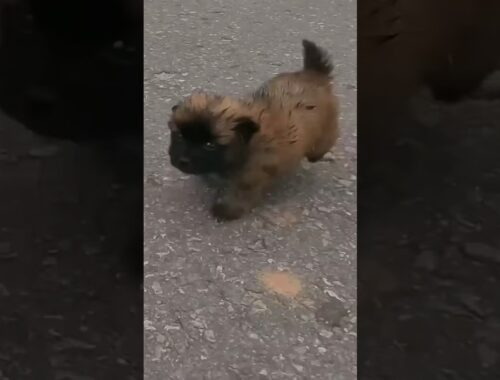 Tiny Stray Puppy Eating Garbage On The Streets, Get’s Adopted!