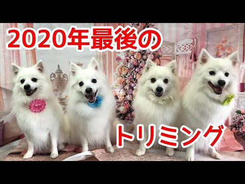 【トリミング】2020年最後にキレイもふもふになった日本スピッツ達！