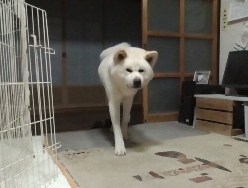 【秋田犬ゆうき】廊下で過ごしたいが一人で寂しい飼い主が色んな手を使い呼び戻しにくる【akita dog】