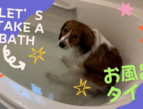 Let’s take a bath! お風呂が好き過ぎる愛犬コーイケルホンディエ　KIKI