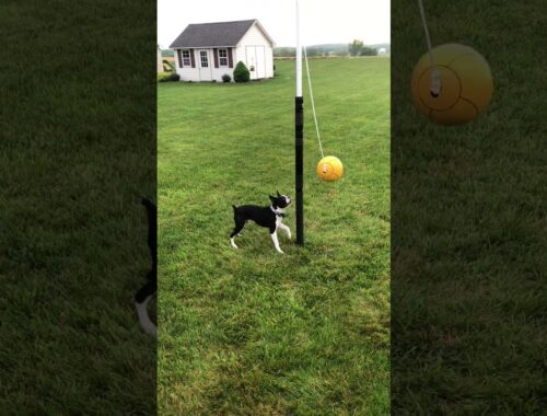 Boston Terrier Loves Playing Tetherball || ViralHog