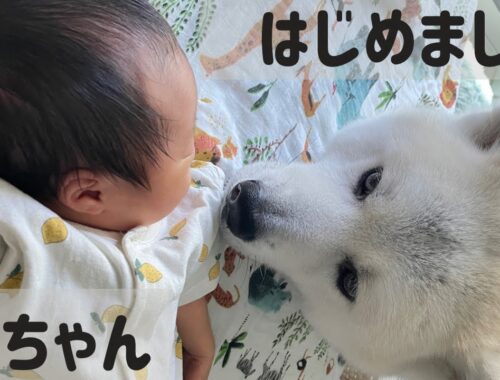 【秋田犬と赤ちゃん】凛太郎、新生児と初対面！！