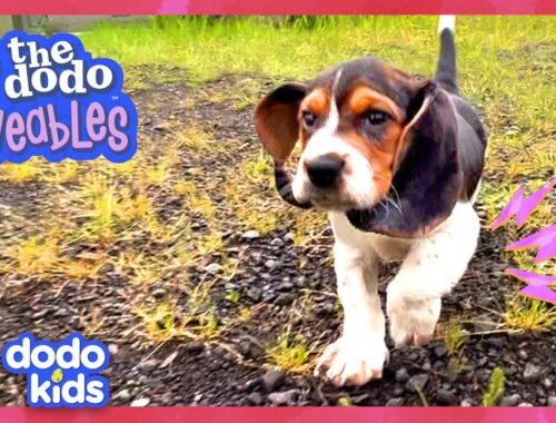Hero Rescues Puppy With Big Eyes And Mysterious Fur | Dodo Kids | Loveables