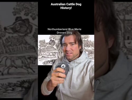 Dog Breed Spotlight  AUSTRALIAN CATTLE DOGS #heeler #cattledog #australian  #dogbreed #history #dog