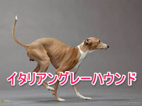 【犬図鑑】イタリアングレーハウンド