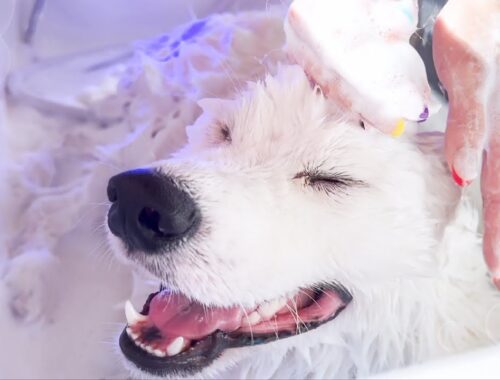 2ヶ月ぶりのお風呂で純白に生まれ変わるサモエド犬